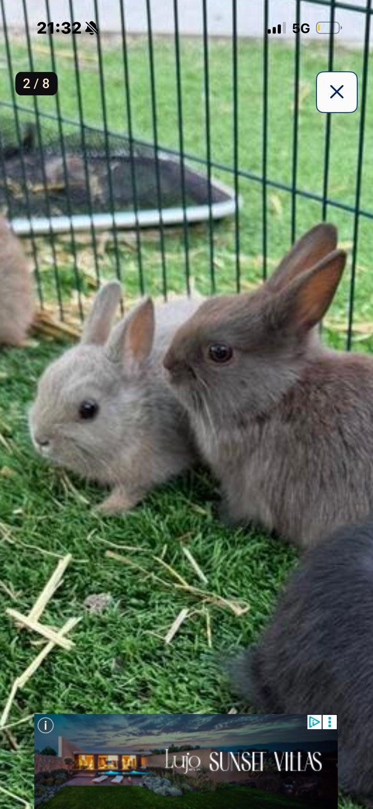Dwerg konijntjes, Dieren en Toebehoren, Dwerg