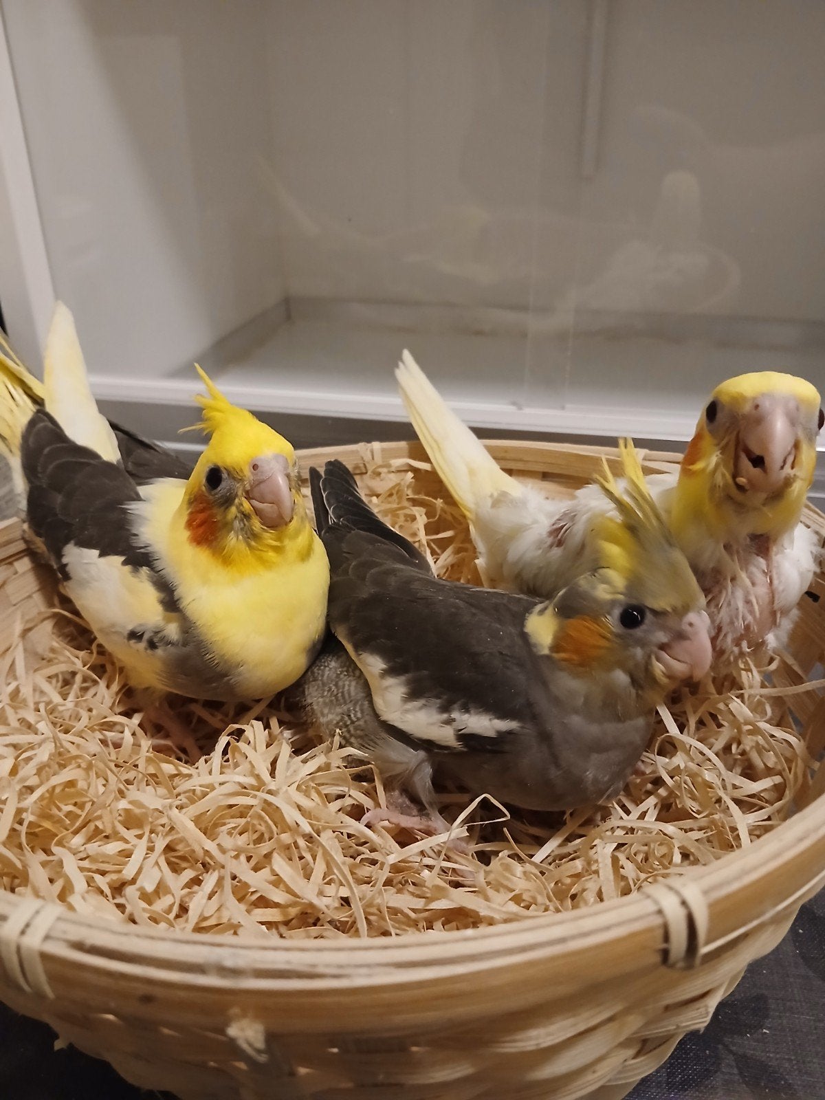 calopsittes apprivoisées 2026, Plusieurs animaux, Perruche, Domestique