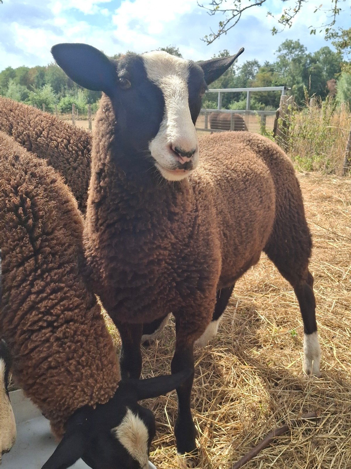 zwartbles ramlam, Dieren en Toebehoren, Schapen, Geiten en Varkens, Mannelijk, Schaap, 0 tot 2 jaar