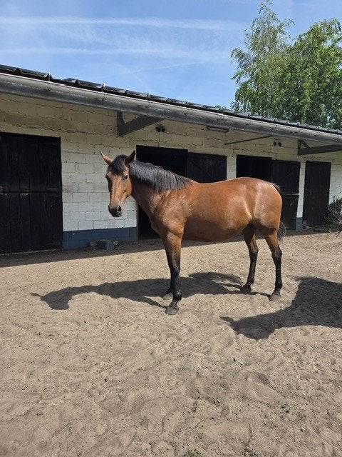 recreatieve draagmerrie, Dieren en Toebehoren, Paarden, Merrie, Met stamboom, Niet van toepassing, 7 tot 10 jaar