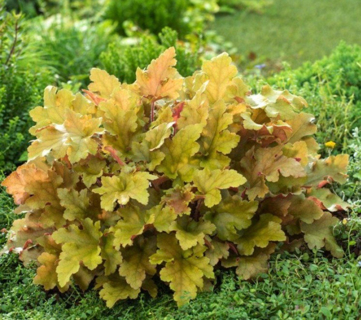 Purperklokje, heuchera marmelade, Tuin en Terras, Ophalen