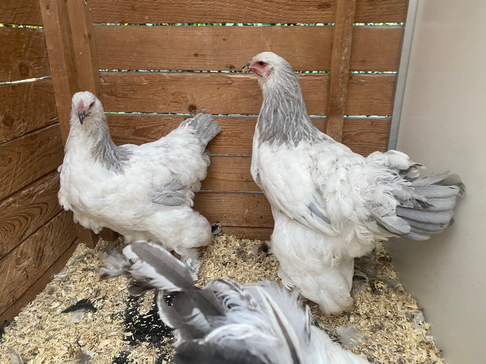 1 brahma wit-blauw columbia hen 2026, Dieren en Toebehoren, Pluimvee