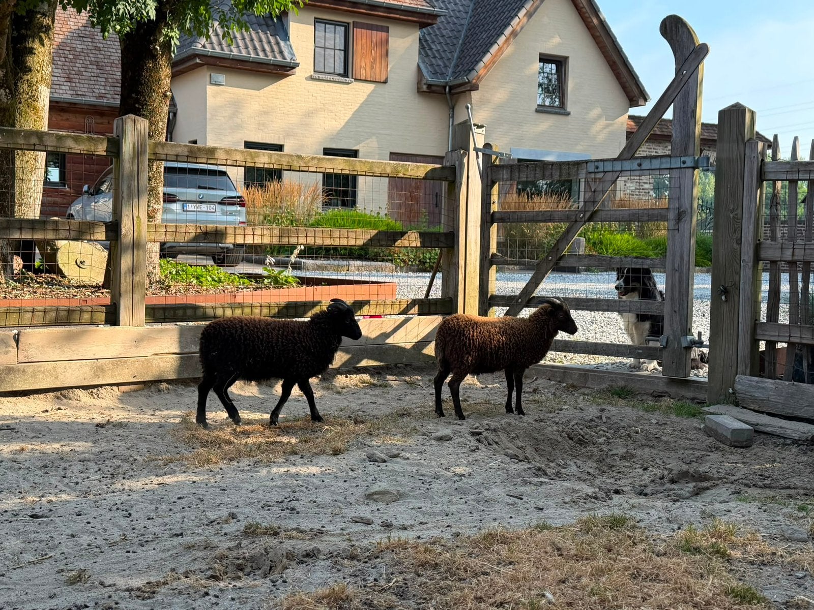 Twee Quessantschaapjes (ram), Dieren en Toebehoren