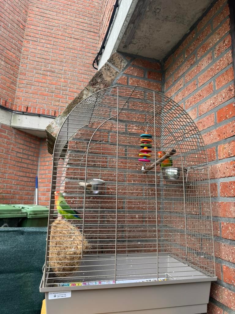 Vogels met kooi prys 150 euro, Dieren en Toebehoren, Ophalen, Vogelkooi