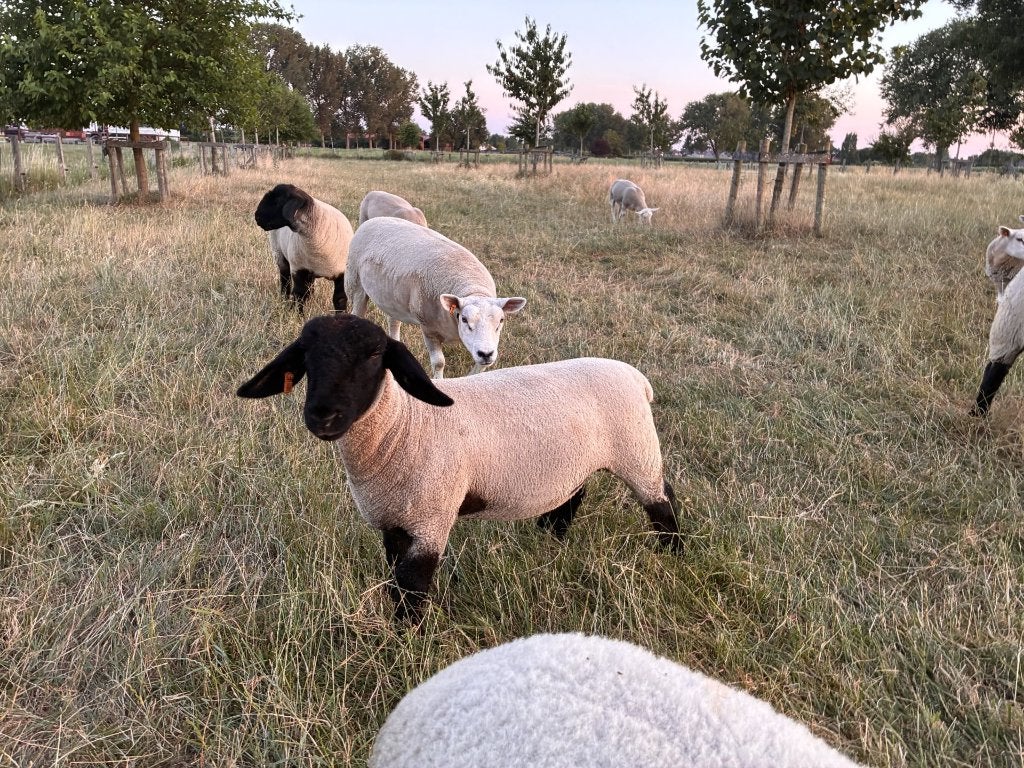 suffolk ooilam, Vrouwelijk, Schaap, 0 tot 2 jaar