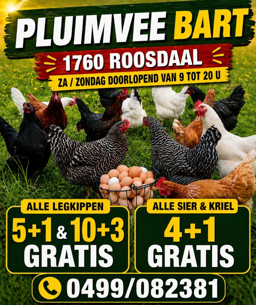 kippen actie 20 rassen in promo vandaag ZONDAG open, Dieren en Toebehoren, Vrouwelijk, Kip