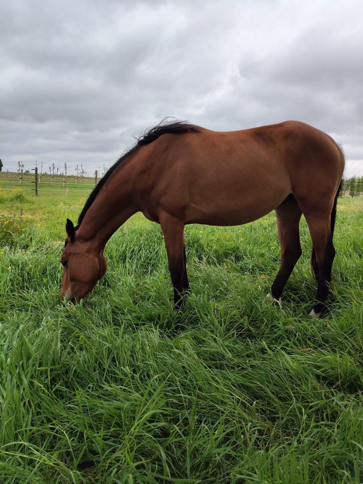 Super brave 4-jarige merrie te koop, zeer goede moederlijn., Animaux & Accessoires, 165 à 170 cm, Avec pedigree, Non dressé, Cheval de saut