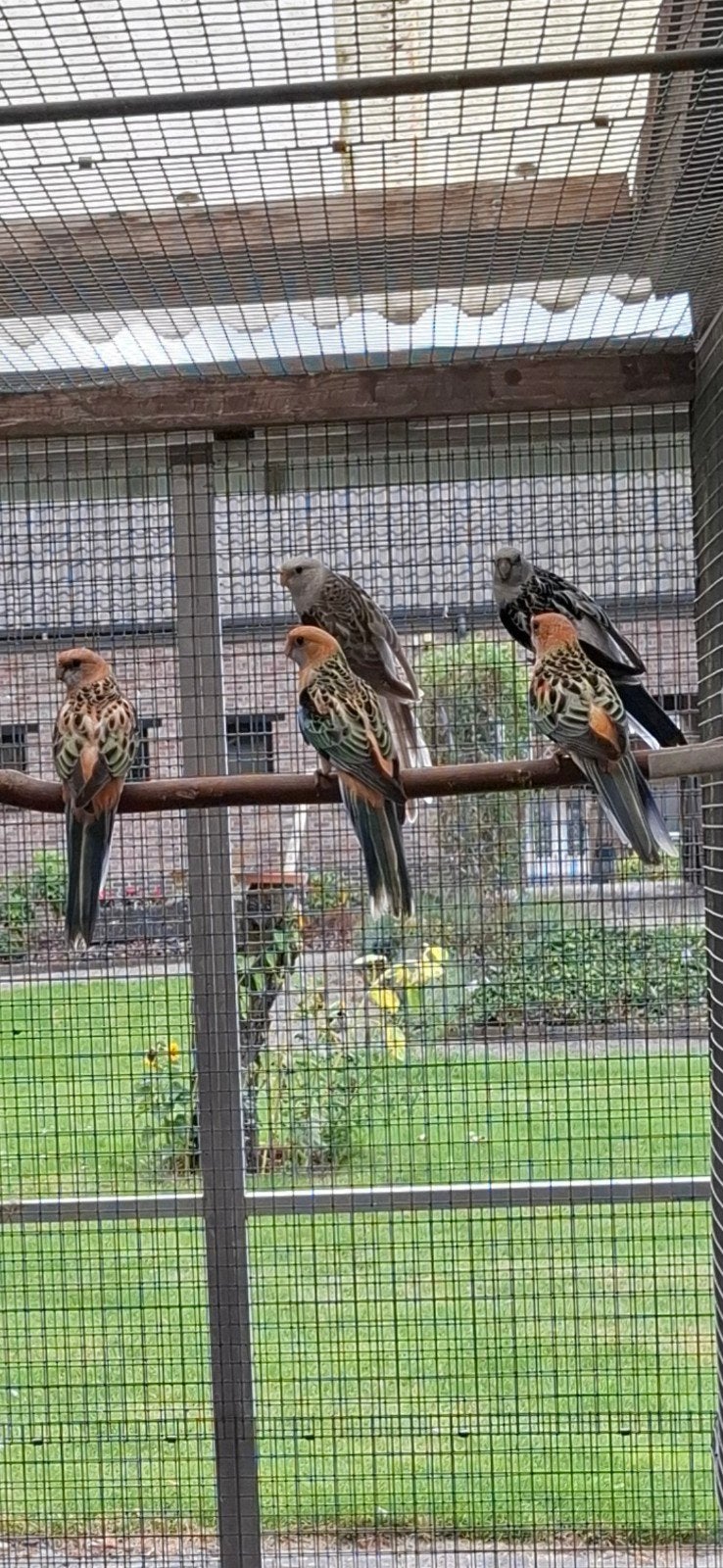 Oranje opaline split zwart en pastel, Dieren en Toebehoren, Meerdere dieren, Parkiet, Geringd