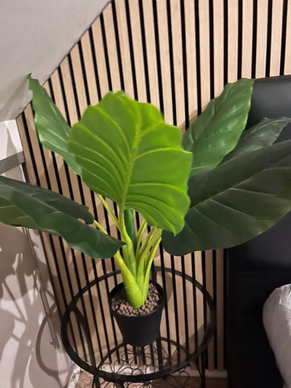 Te koop kamerplant, Ophalen