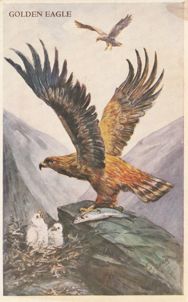 STEENAREND  MET  JONGEN, Verzamelen, Postkaarten | Dieren, Verzenden, Gelopen, Vogel