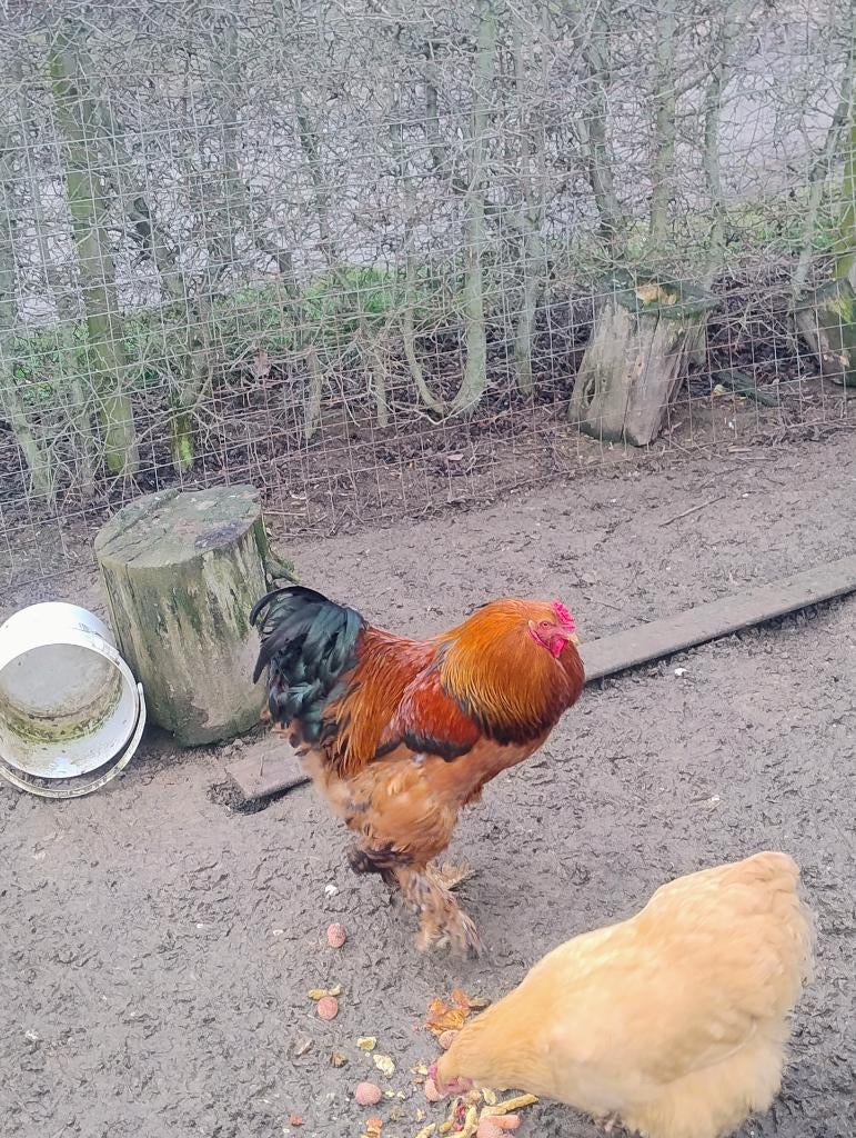 Haan zie omschrijving, Dieren en Toebehoren, Pluimvee, Mannelijk, Kip