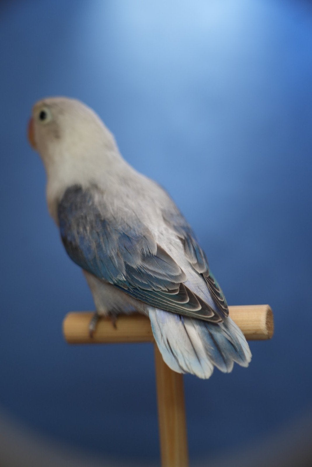 Mooie agapornis fischeri pop 2026, Dieren en Toebehoren, Vrouwelijk, Dwergpapegaai of Agapornis, Geringd