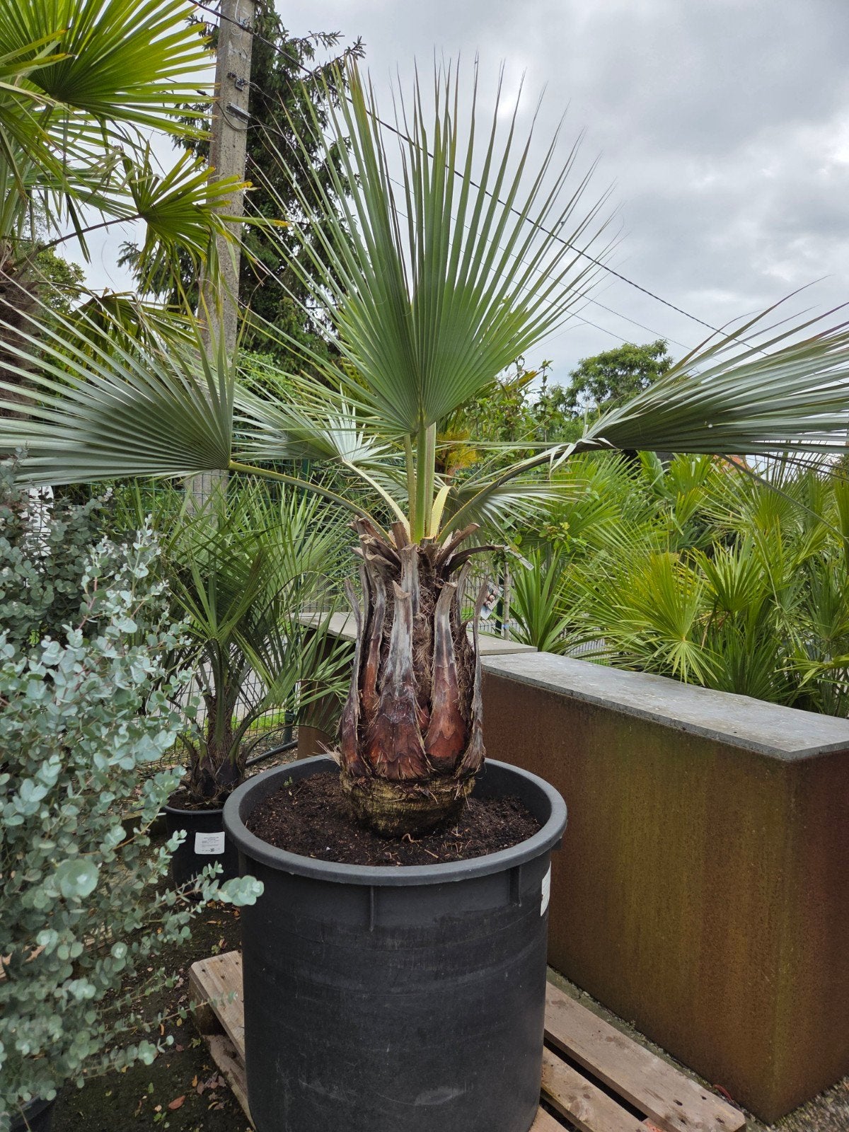 Palmboom Brahea Armata, Ophalen, Palmboom
