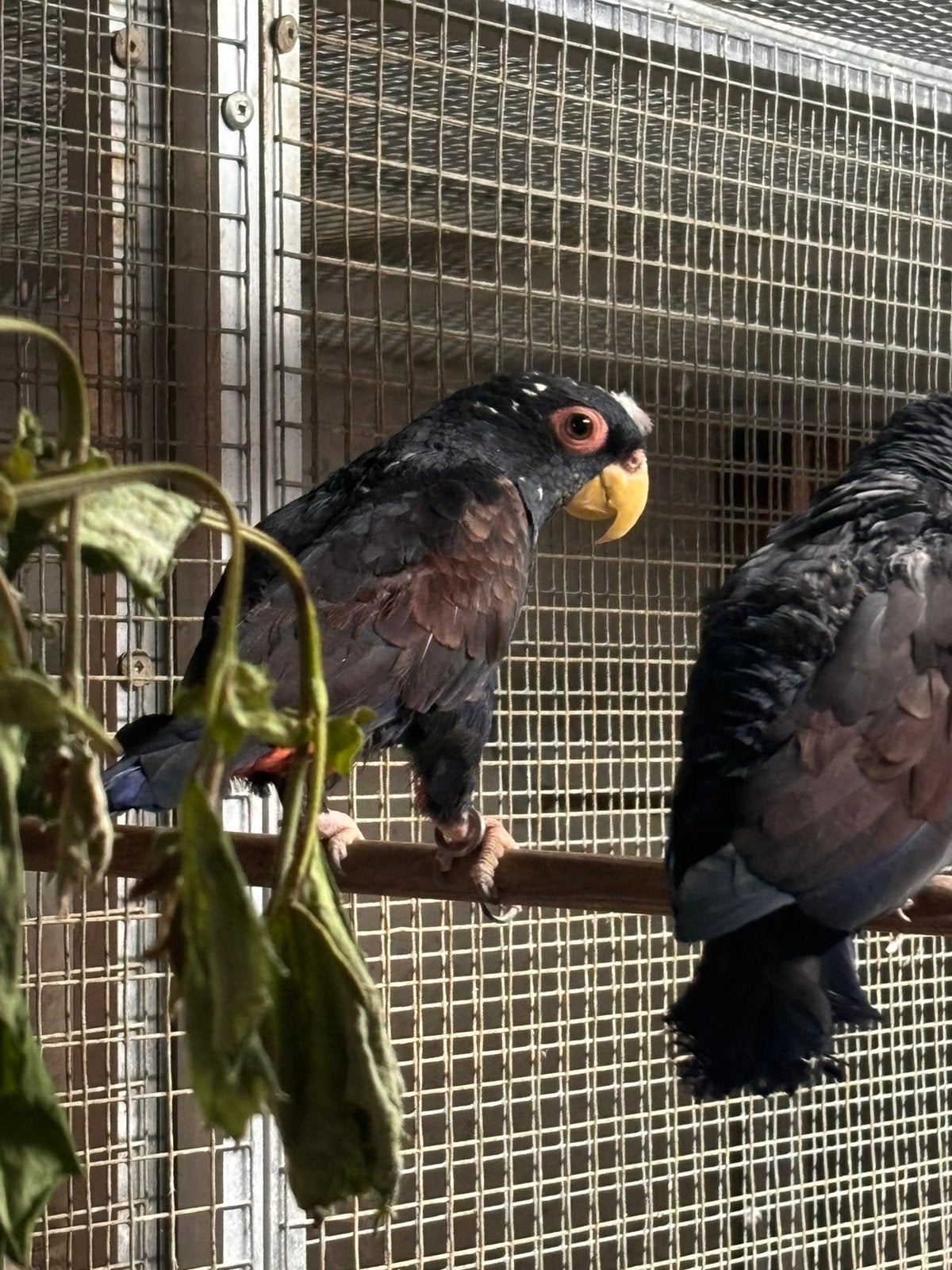 Gezocht pop, Mâle, Bagué