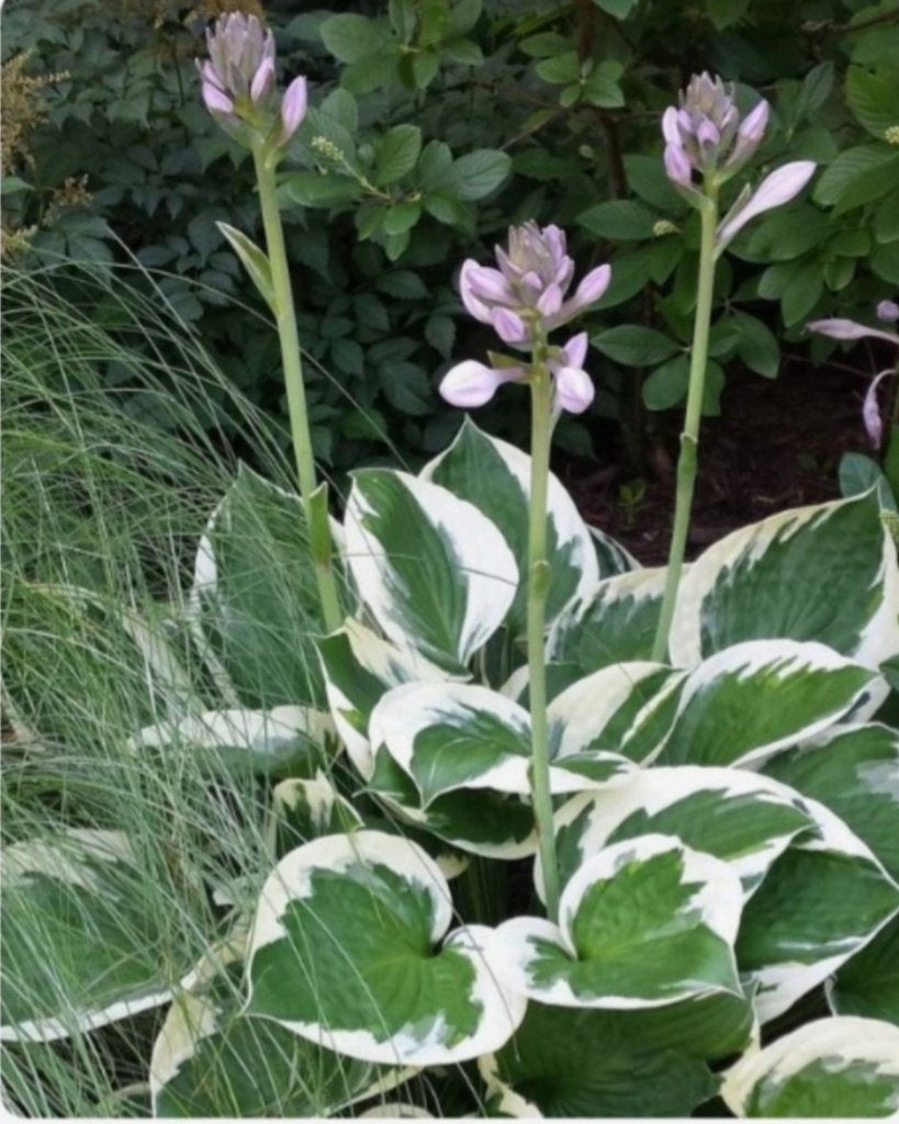 2 Jonge scheuten hosta patriot in pot., Ophalen, Vaste plant, Halfschaduw