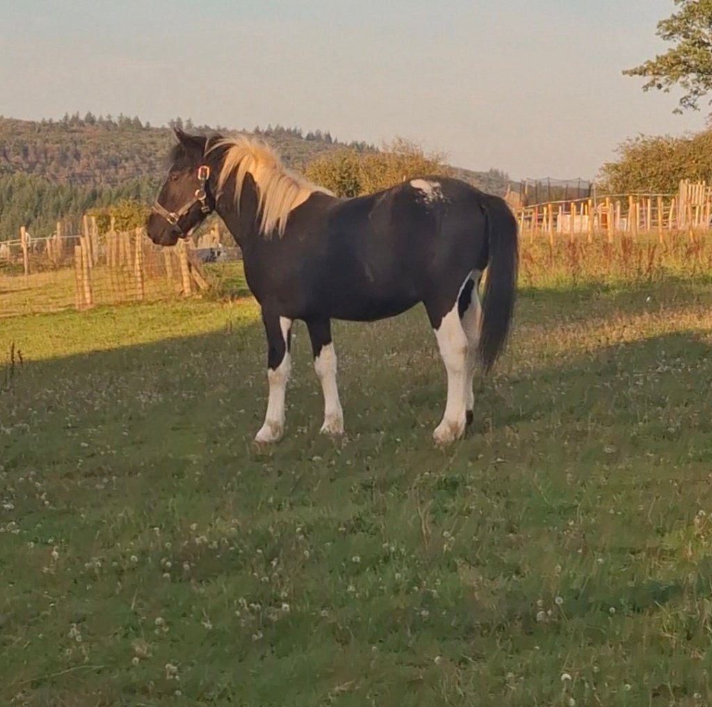 Poulain pie appaloosa, Animaux & Accessoires, Poney C (1.27 m à 1.37m), Avec puce électronique, 0 à 2 ans, Ne s'applique pas