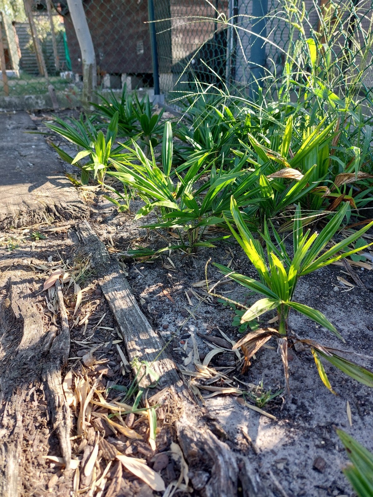 winterharde palm, Tuin en Terras, Bloembollen en Zaden, Ophalen