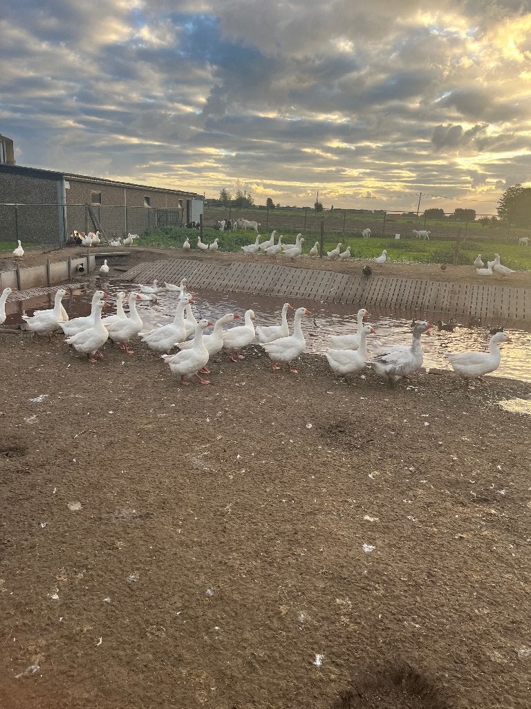 Ganzen te koop, Dieren en Toebehoren, Meerdere dieren, Gans of Zwaan