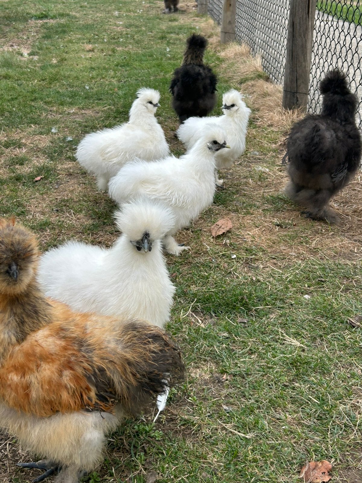 Zijdehoen, Dieren en Toebehoren, Meerdere dieren, Kip