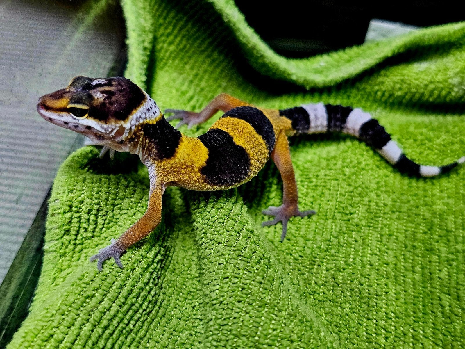 luipaardgekko baby I2, Hagedis, Tam, 0 tot 2 jaar