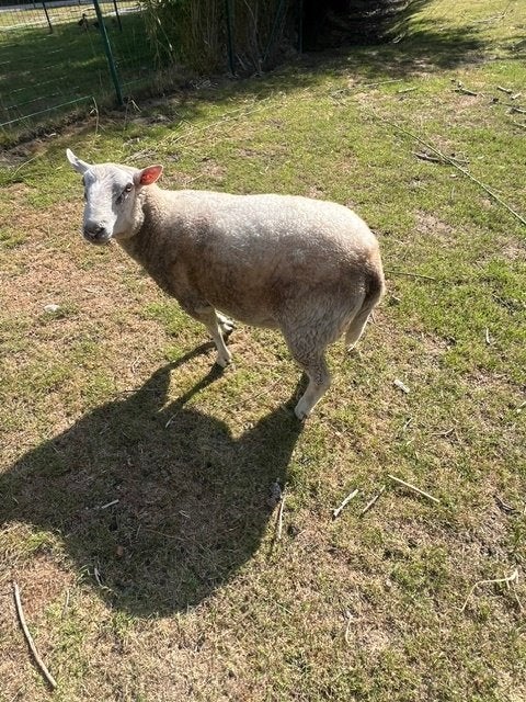 schapen, Mannelijk, Schaap, 0 tot 2 jaar