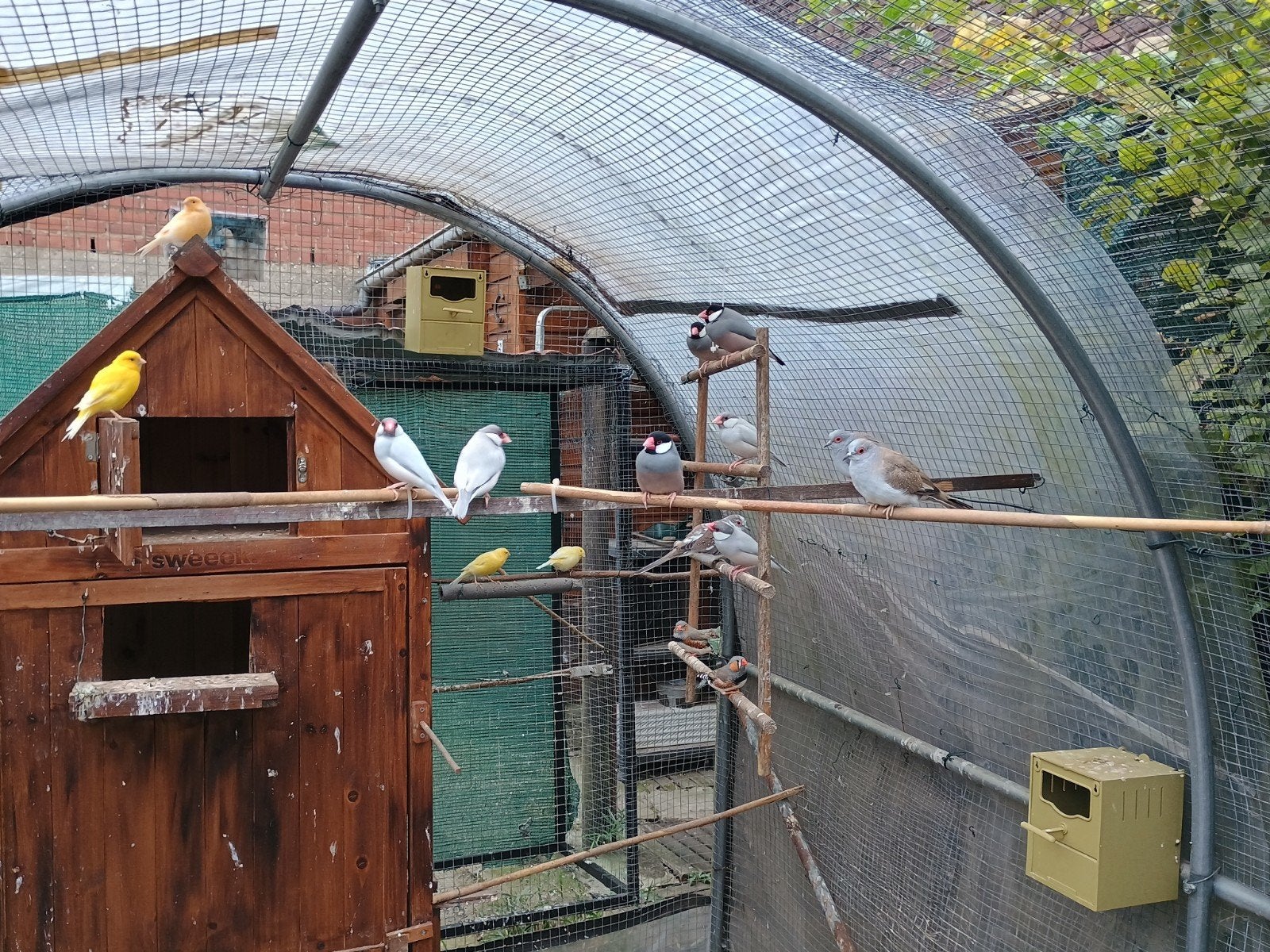 rijstvogels
