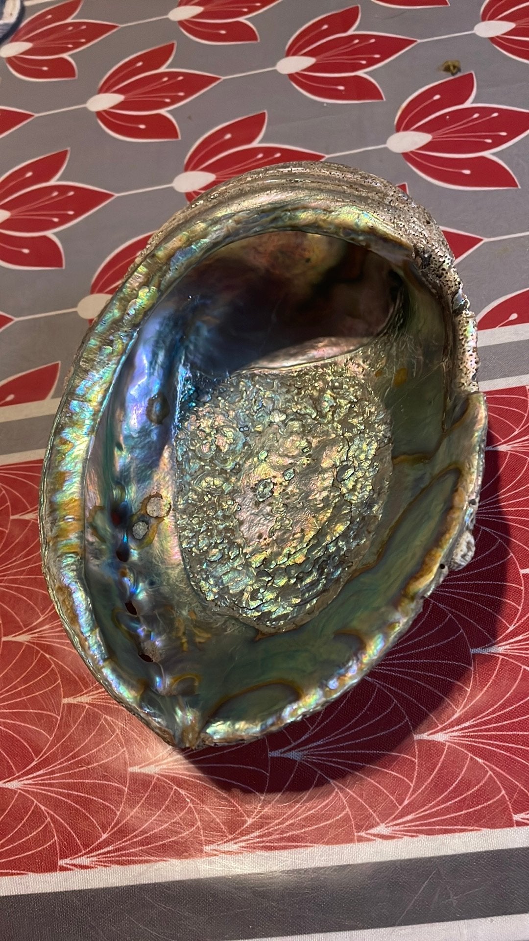 Schelpen, Verzamelen, Mineralen en Fossielen, Ophalen of Verzenden, Schelp(en)