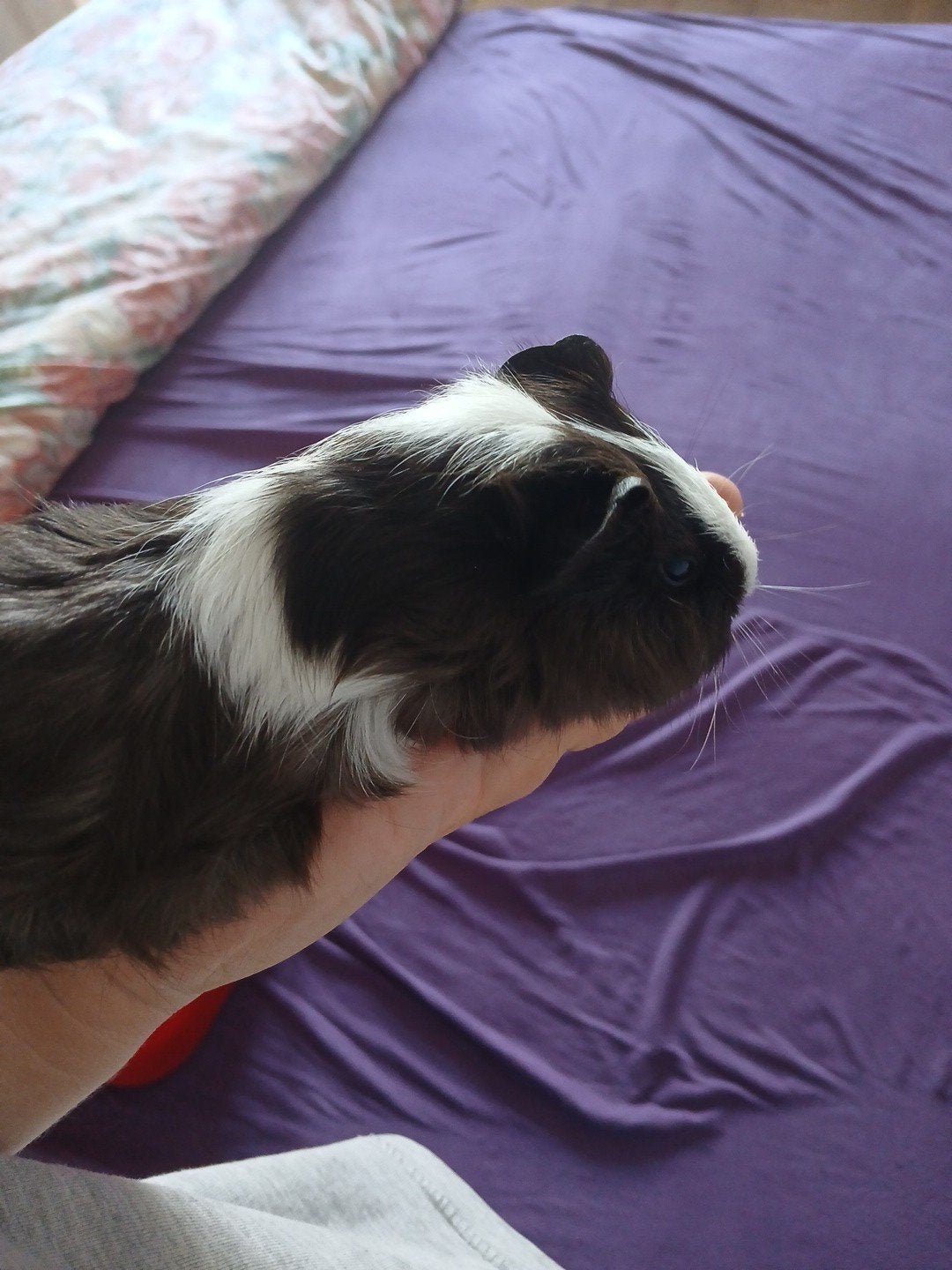 2 cochon d inde bébé, Oktober