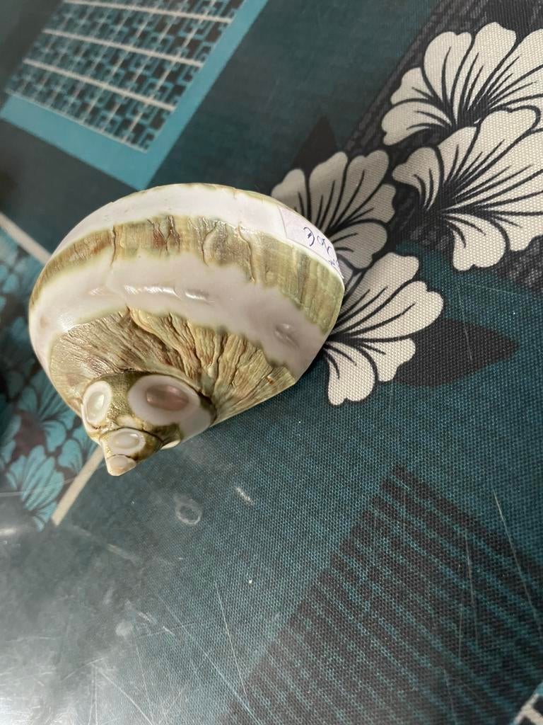 Coquillages, Enlèvement ou Envoi, Coquillage(s)