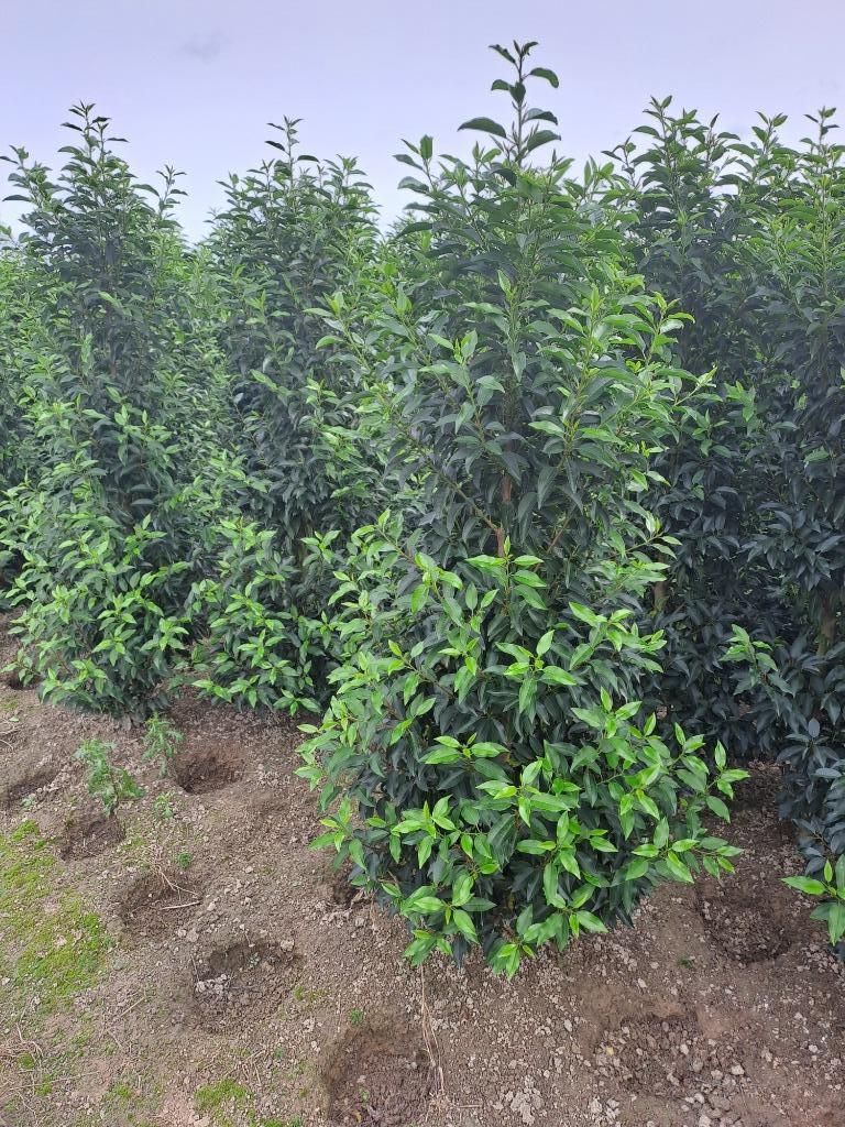 Portugese laurier  prunus lusitanica angustifolia, Enlèvement, Laurier, Haie, 100 à 250 cm