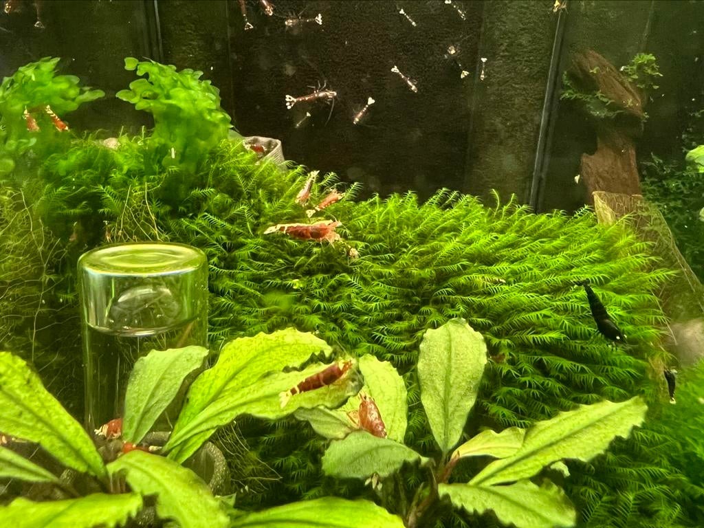 Fissidens Fontanus | Phoenix mos, Dieren en Toebehoren, Ophalen of Verzenden, Plant(en), Steen of Hout