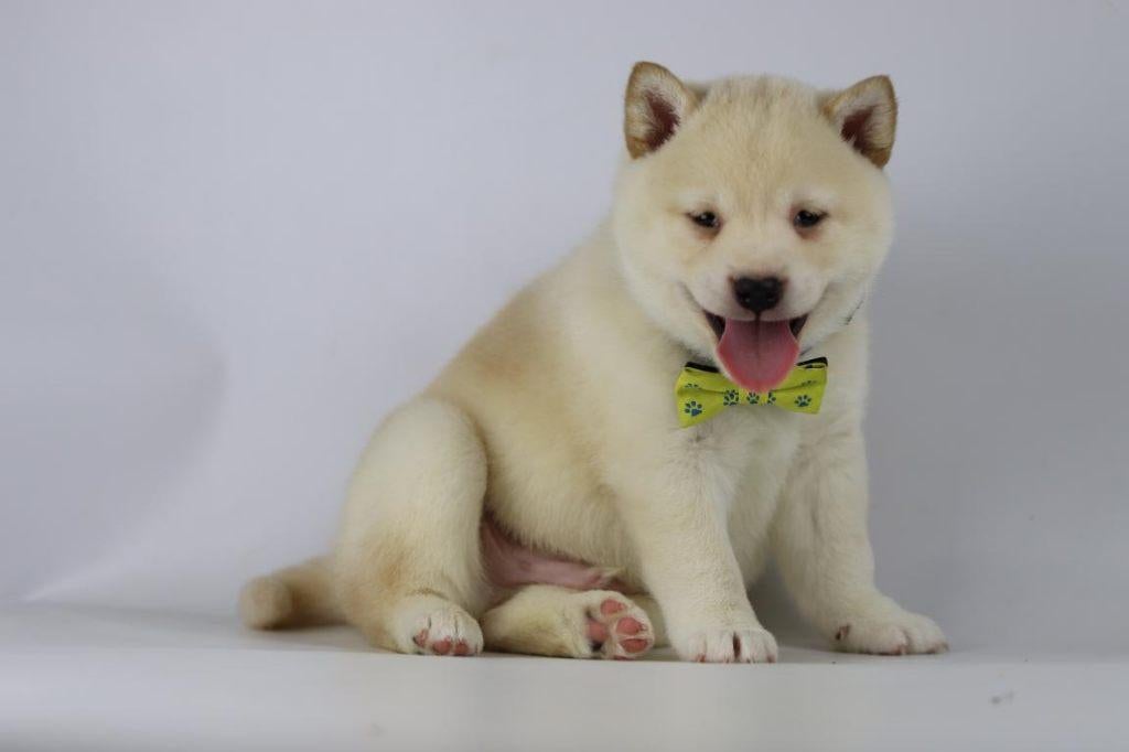 Garcons Shiba Inu de couleur crème à vendre — 100% belges, Animaux & Accessoires, Chiens | Huskys, Loulous & Types primitifs, Chienne