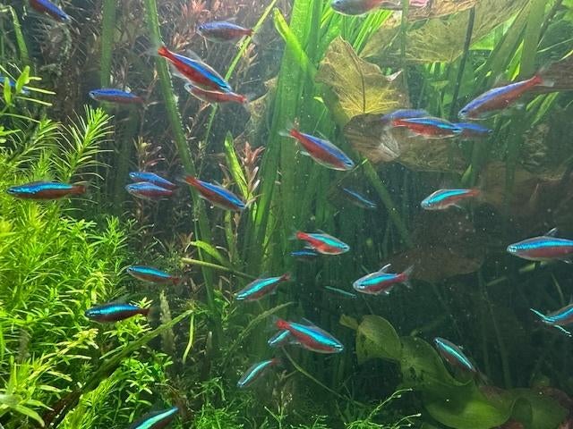 Kardinaal Tetra, Dieren en Toebehoren, Vis, Zoetwatervis, Schoolvis