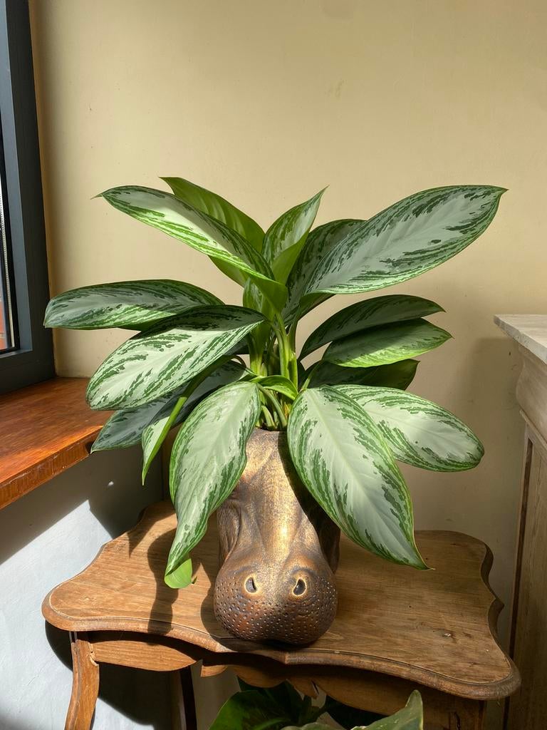 Aglaonema, Enlèvement
