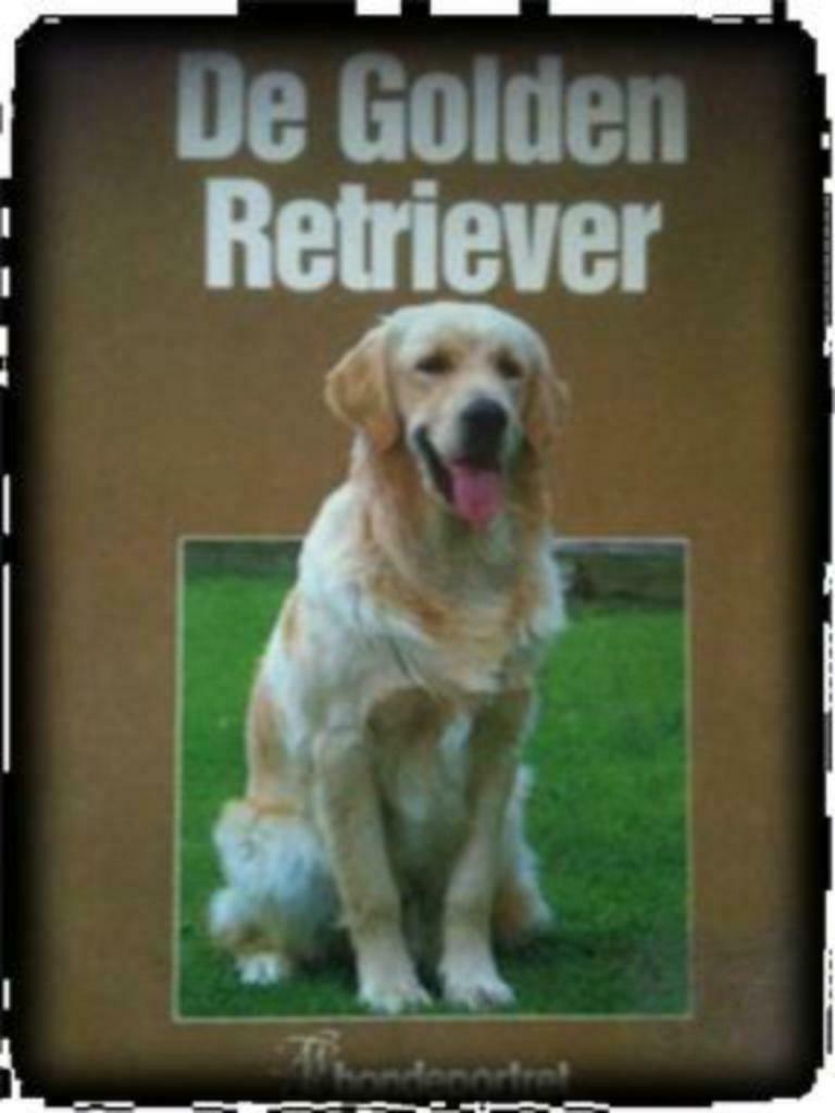 Portret van De Golden Retriever, Enlèvement ou Envoi, Utilisé, Chiens