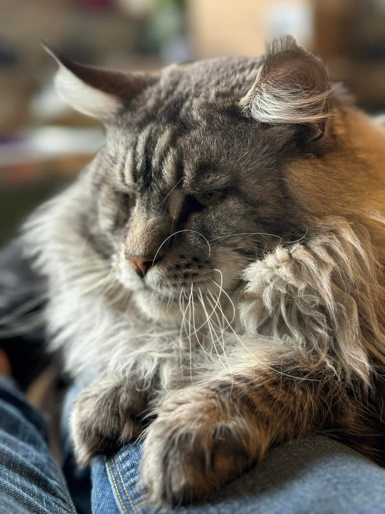 Knappe maine coon dekkater, Animaux & Accessoires, Chats & Chatons | Chats mâles pour saillie & Étalons, 3 à 5 ans