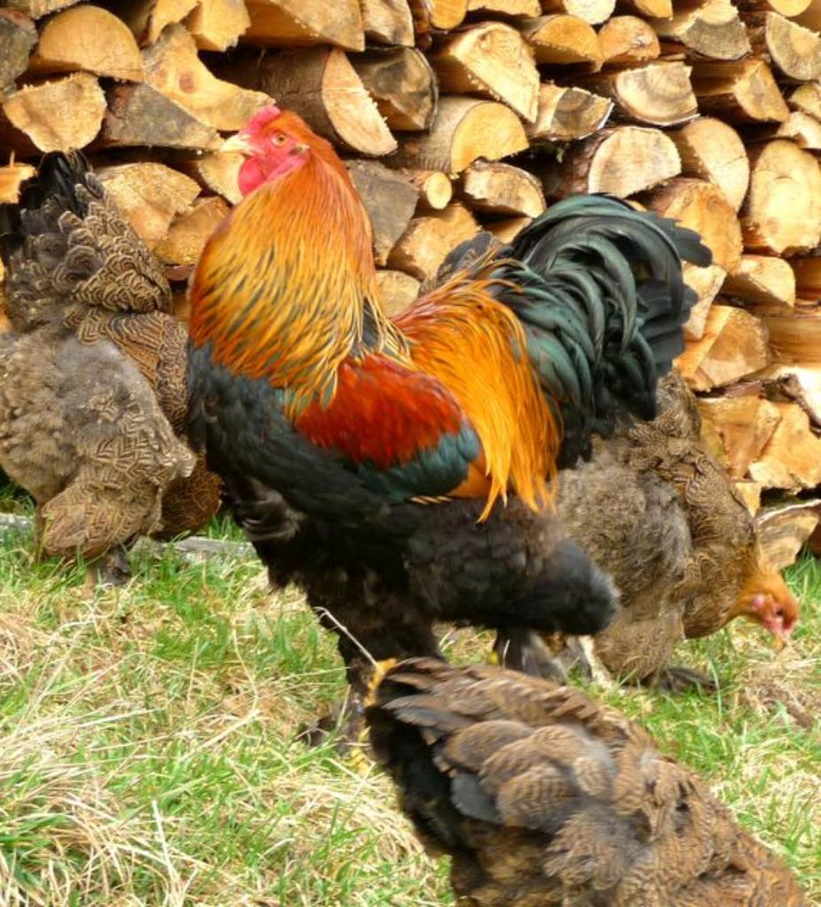 Œufs à incuber PMD perdrix maille doré 4€ / oeuf, Envoi, Neuf