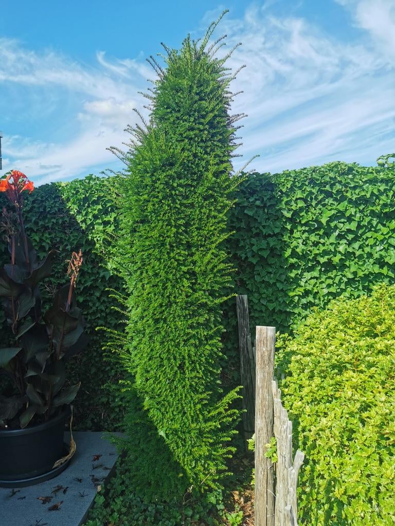 Taxus Baccata 2,8 m hoog. Winterhard en groenblijvend., Ophalen