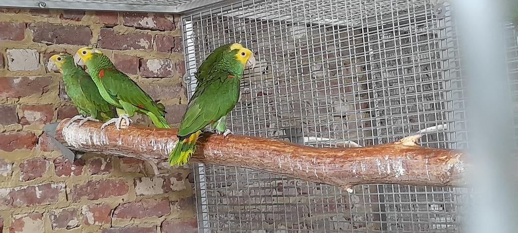 Dubbel geelkop amazone, Dieren en Toebehoren, Vogels | Parkieten en Papegaaien, Meerdere dieren, Papegaai, Geringd