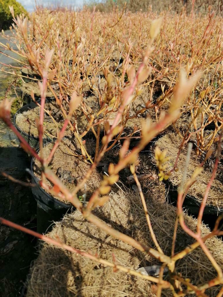Oranje kornoelje of Cornus Midwinter fire bodembedekker, Tuin en Terras, Ophalen, Bodembedekkers, Vaste plant, Halfschaduw