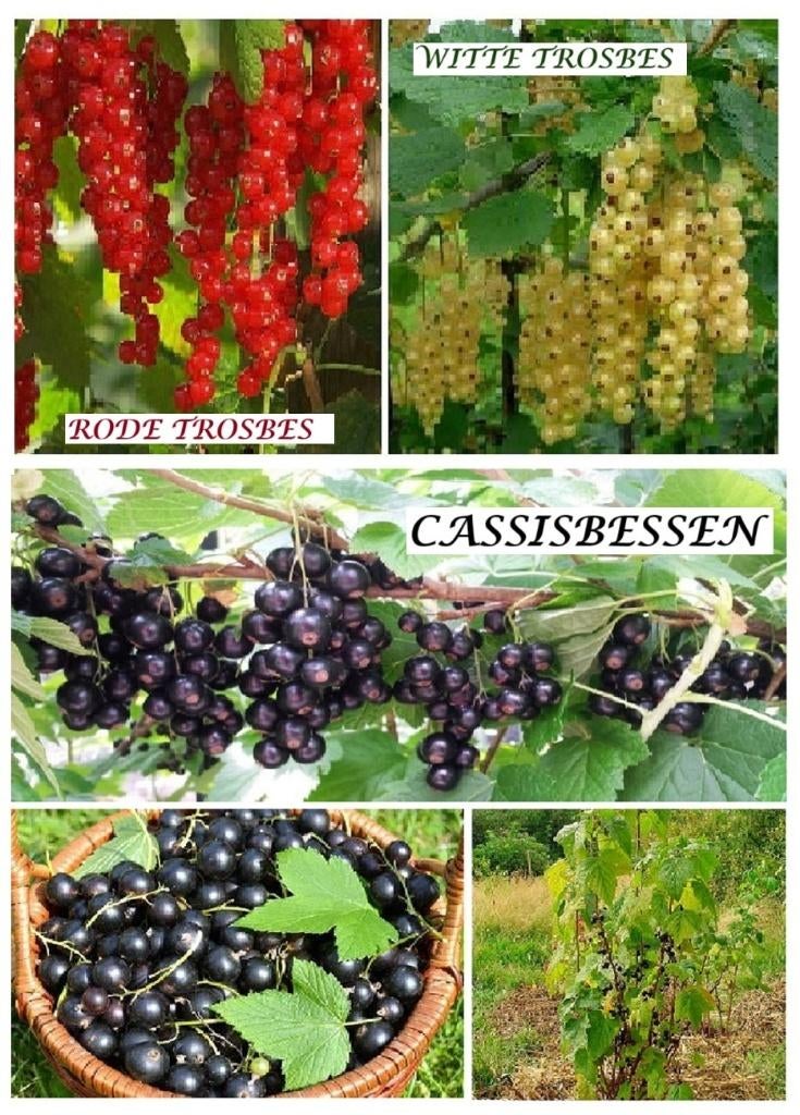 RODE TROSBES-STRUIKEN, 3€/STUK ( RAS VOOR GROTE OOGSTEN ! ), Tuin en Terras, Planten | Tuinplanten, Volle zon, Vaste plant, Ophalen of Verzenden