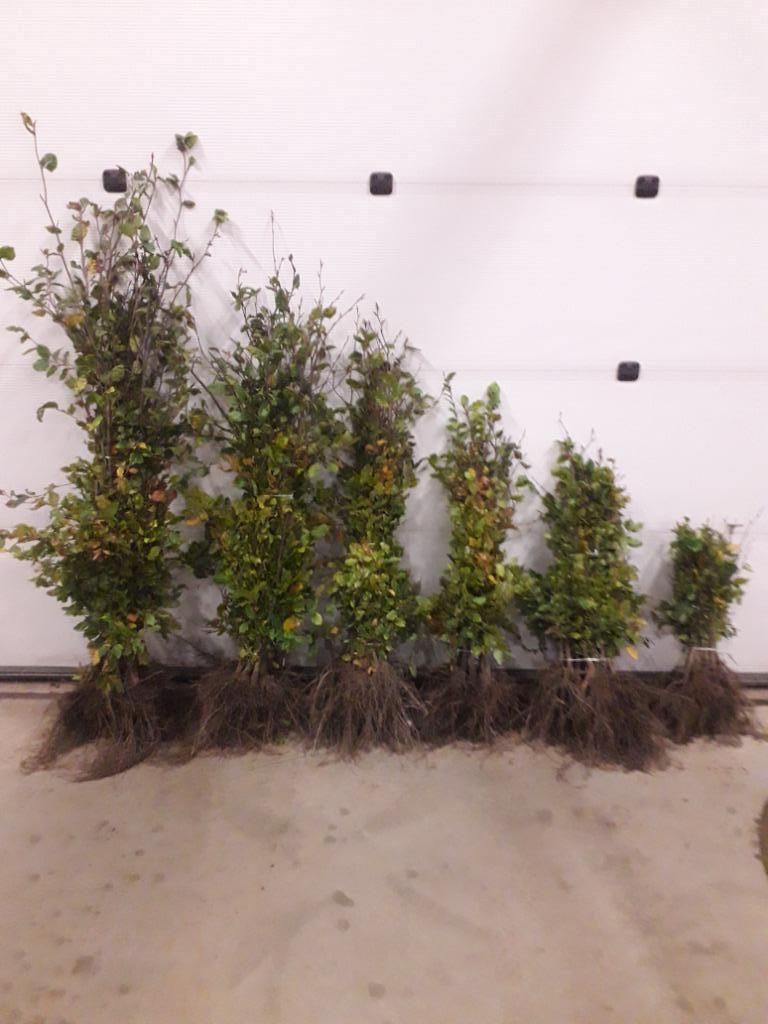Haagbeuk / Carpinus betulus, Tuin en Terras, Ophalen, Haagbeuk