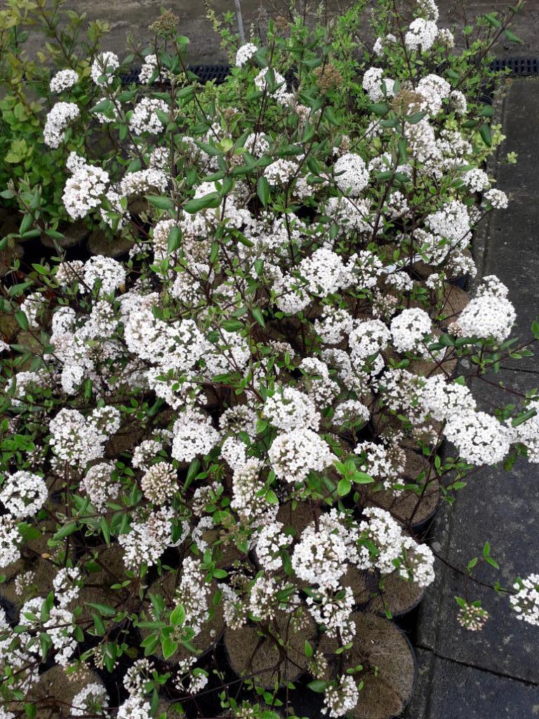 Viburnum burkwoodii, Ophalen, Struik