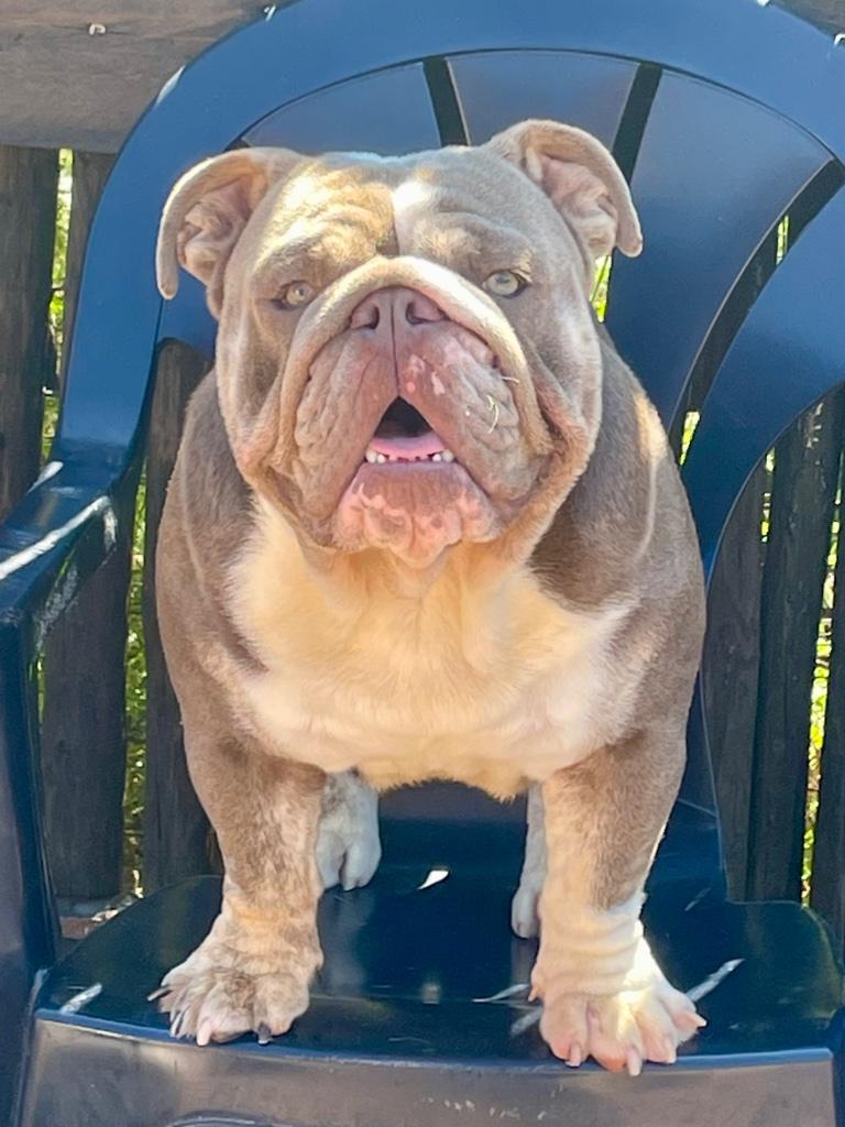 engelse bulldog dekreu, Reu, Buitenland, CDV (hondenziekte), Bulldog