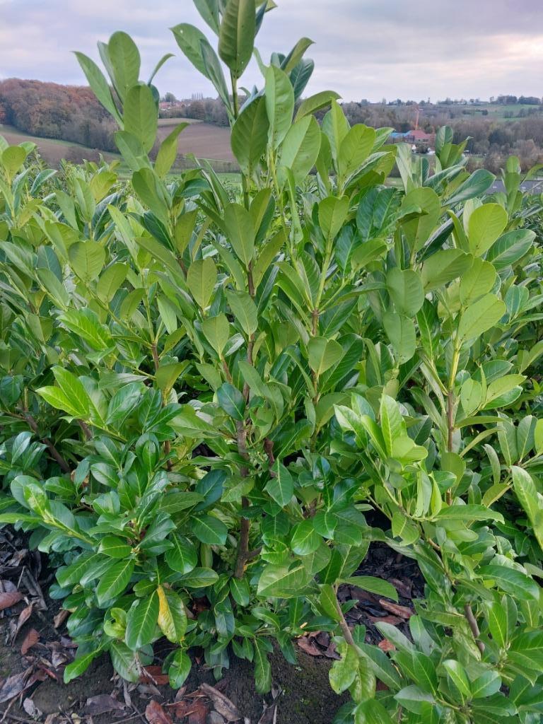 Plante de haie à feuilles persistantes Cherry Laurel (Laurel, Jardin & Terrasse, Plantes | Arbustes & Haies, Haie, Laurier, 100 à 250 cm