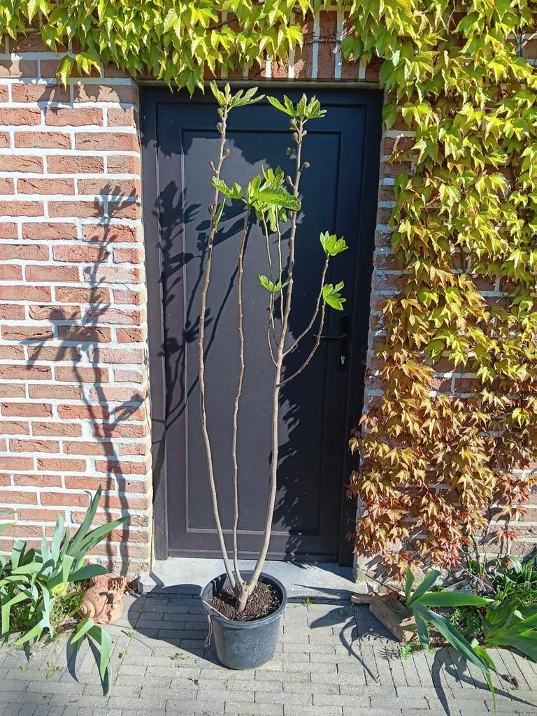 Vijg, Tuin en Terras, Ophalen, Zomer
