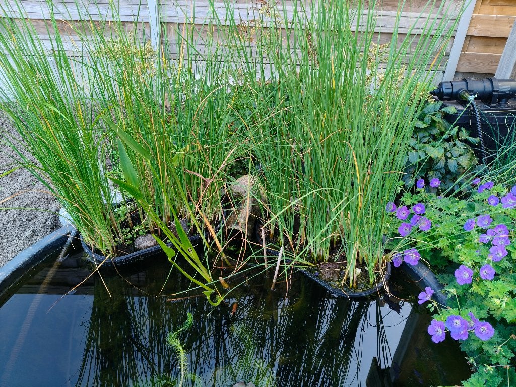 Twee niervormige met kleine lisdodde., Jardin & Terrasse, Enlèvement, Comme neuf, Autres types