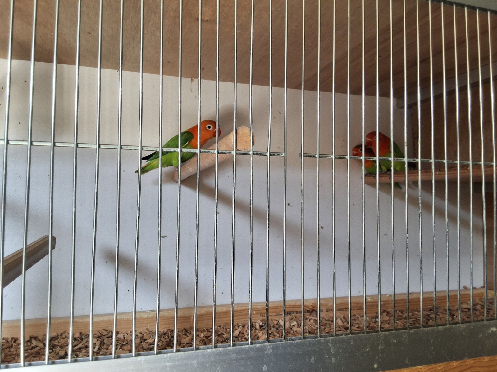 dwergpapegaaien te koop, Geringd