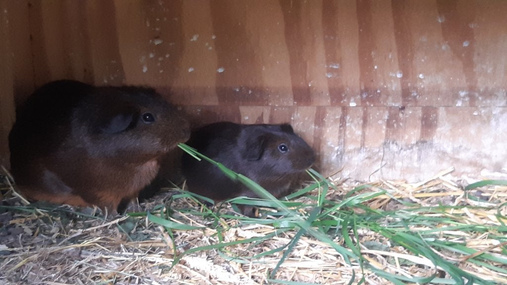 Jong goudagouti cavia zeugje, April, Vrouwelijk, Cavia