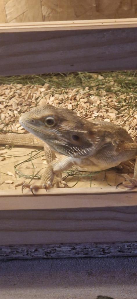 Bardagaam tam, Dieren en Toebehoren, Hagedis, Met terrarium, 0 tot 2 jaar